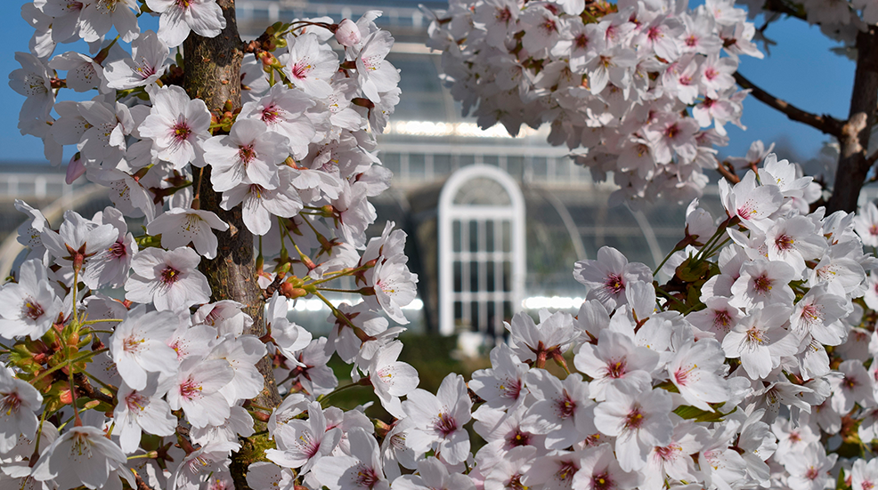Macro shot of cherry blossom at Kew Gardens